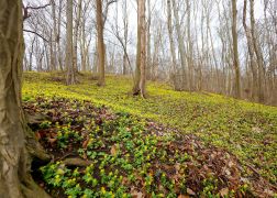 Winterlinge  Gelbe Pracht In Jena 2024 12